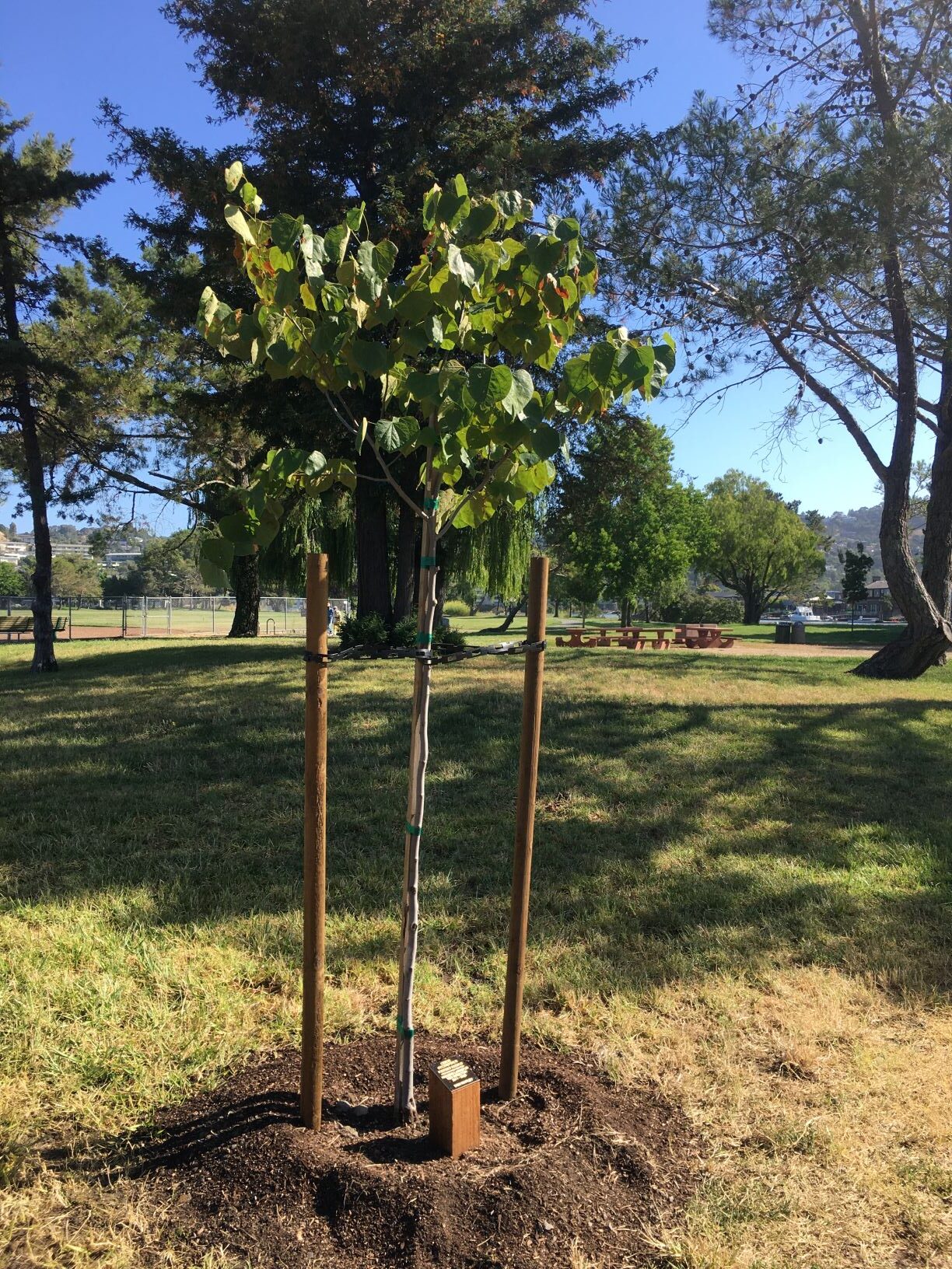 Western Redbud tree and plaque at the entrance to Larkspur's city parks